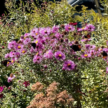 Urlaubshof Scherer アパート *