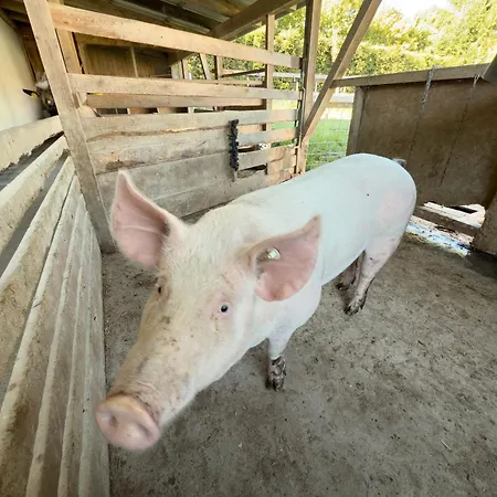 Urlaubshof Scherer デッゲンハウザータール