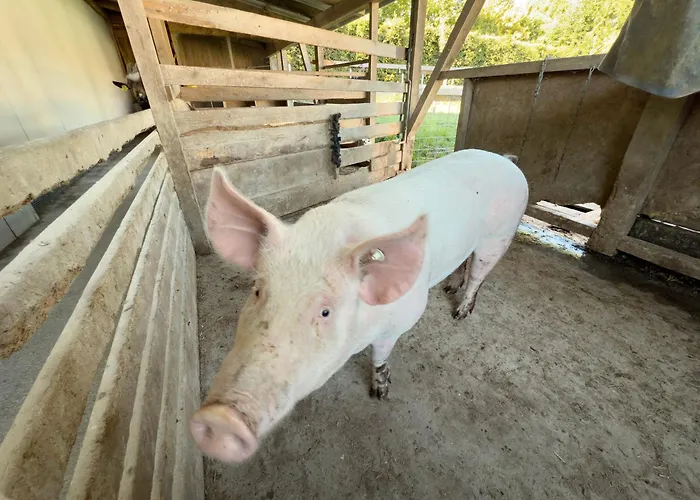 Urlaubshof Scherer Deggenhausertal