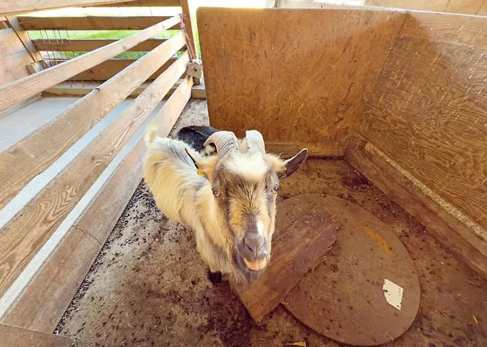 Urlaubshof Scherer *